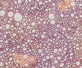Orange, purple,brown